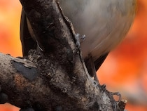 秋の山で5時間粘って…　野鳥愛好家が撮った『青いモフモフ』に「美しい」