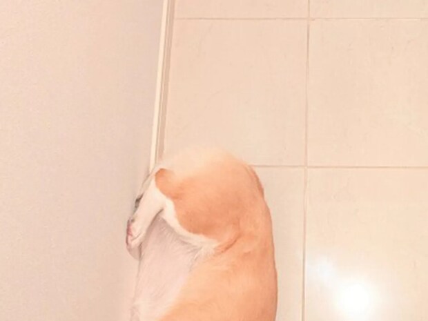 玄関で寝るコーギーに「テトリスみたい」「かわいすぎ」　体勢にクスッ