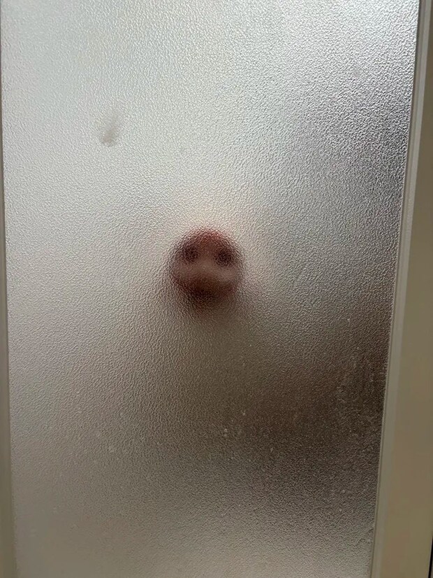 入浴中のマイクロブタの鼻