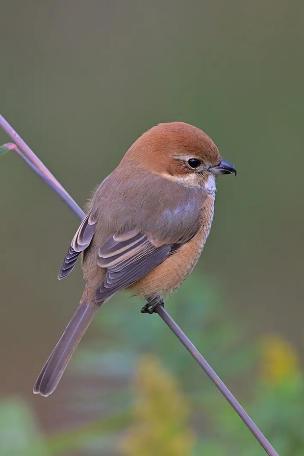 木の枝に立つモズの写真