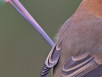 冬仕様になった『モズ』　意外なギャップを感じる姿が…「キュン！」