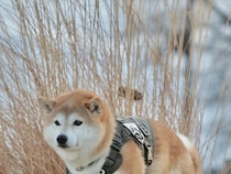 柴犬は『してる』or『してない』？　足元を見ると…「ズルい騙された」「かわいすぎる」