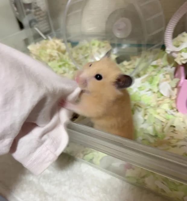 袖を引っ張るキンクマハムスター