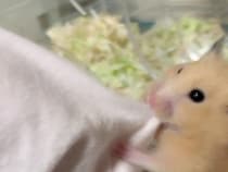 『部屋んぽ』が物足りない？　ケージに入れられたハムスターが取った行動に「かわいすぎる」