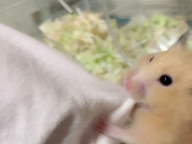 『部屋んぽ』が物足りない？　ケージに入れられたハムスターが取った行動に「かわいすぎる」