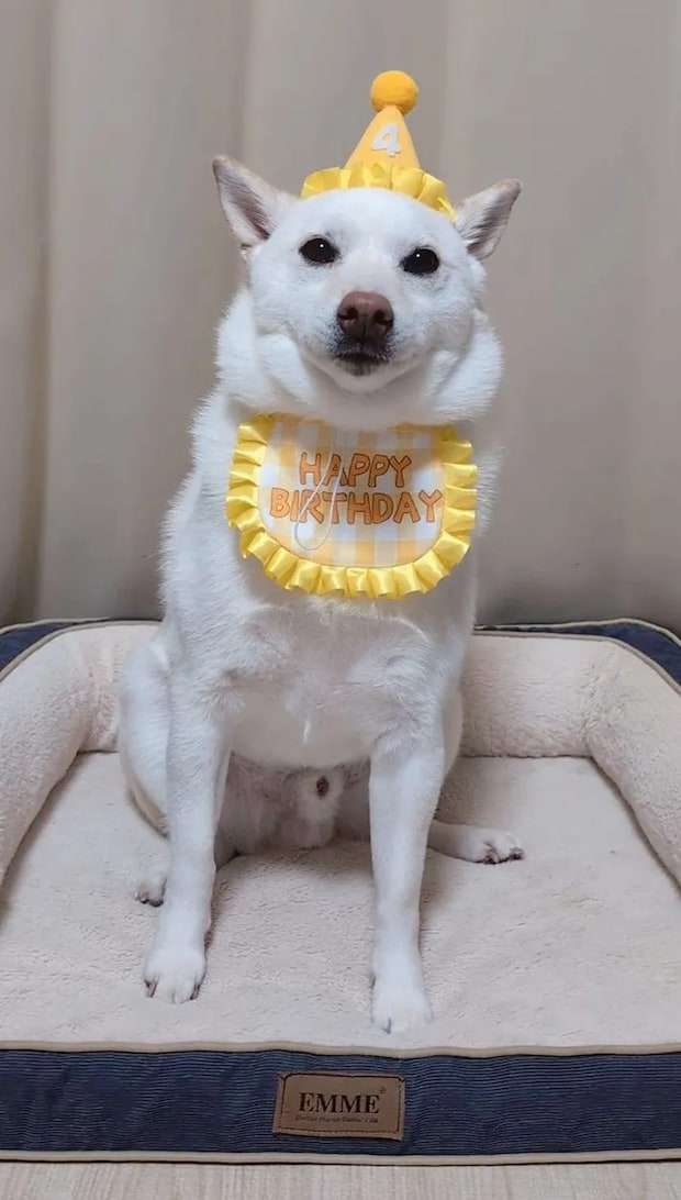 誕生日の白柴犬