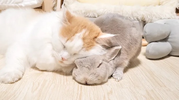 一緒に眠るウサギと猫