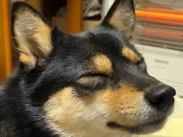 母親の部屋から出てこない柴犬 様子を見に行くと…「特等席やん!」「この表情はズルい」