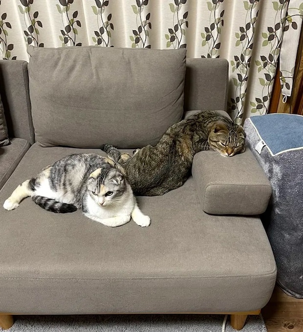 猫のポテくんとサラちゃんが写る画像