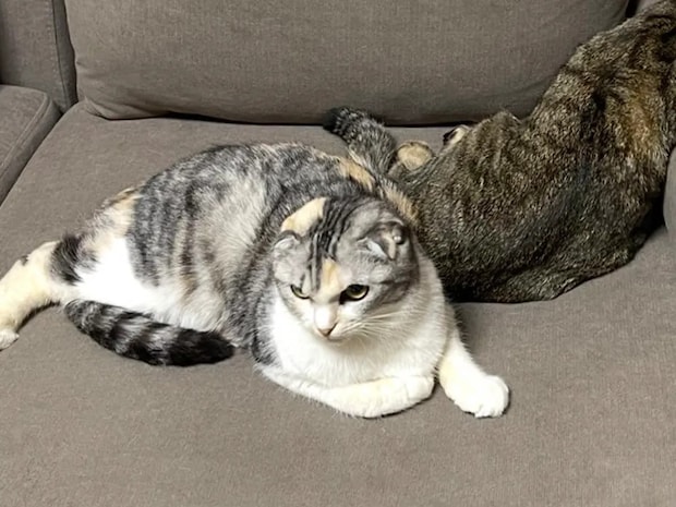 ソファでくつろぐ『後ろの猫』に目をやると？　まさかの寝姿に「二度見した」