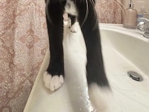 洗面台の上に立つ猫が？　衝撃ビジュアルに「エイリアンみたいだ」「めちゃ笑える」