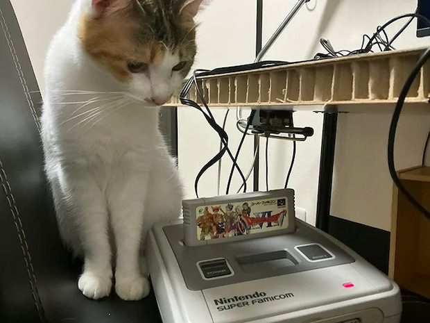 ゲーム機に近づく猫の写真