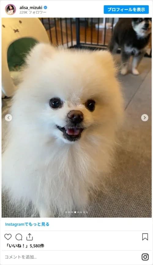 観月ありささんの犬の写真（alisa_mizukiのスクリーンショット）