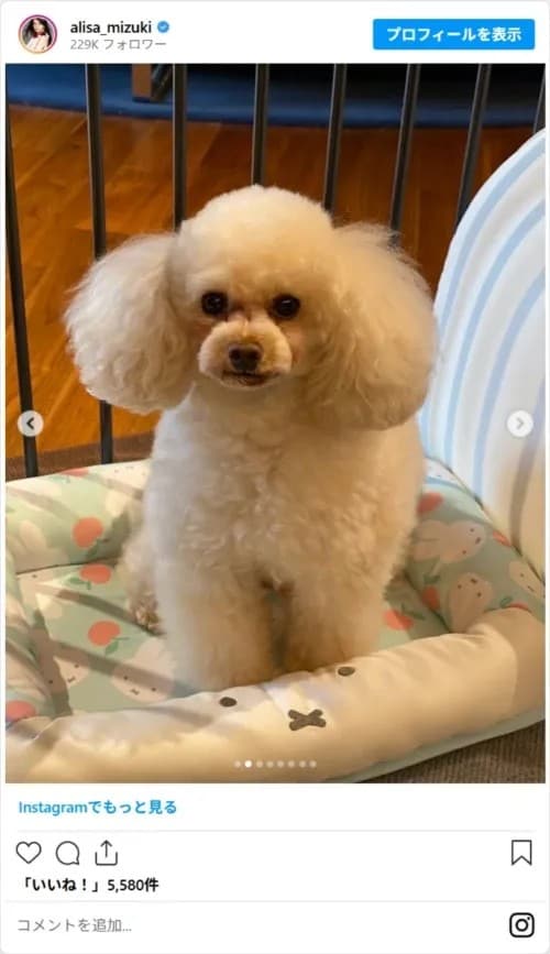 観月ありささんの犬の写真（alisa_mizukiのスクリーンショット）