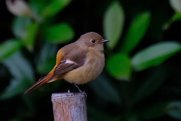 木の上に立つメスのジョウビタキの写真