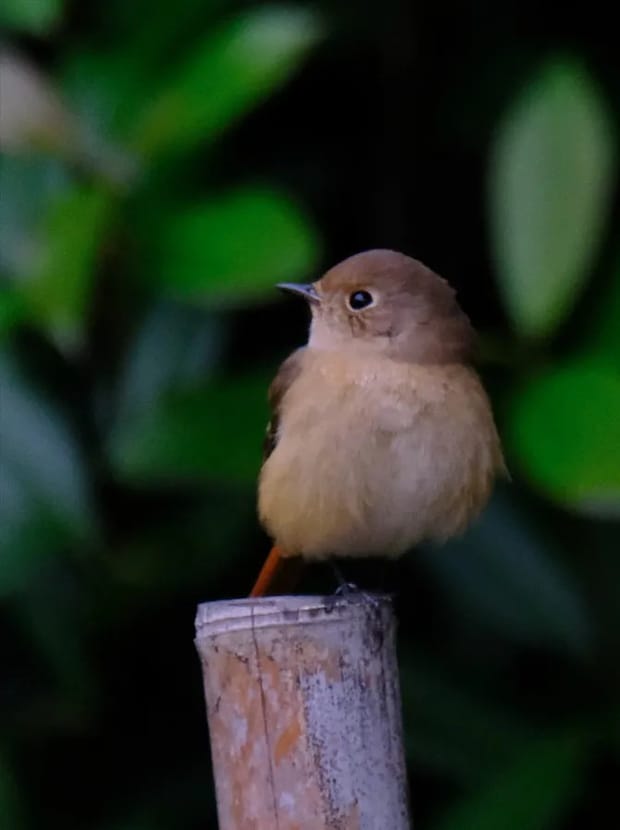 木の上に立つメスのジョウビタキの写真
