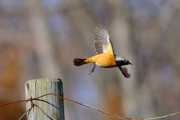 木から羽ばたくオスのジョウビタキの写真