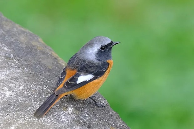 木の上に立つオスのジョウビタキの写真