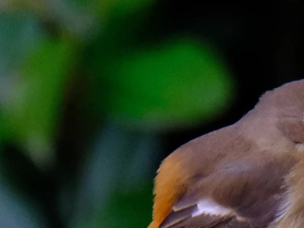 写真家に人気の『ジョビ子』 冬鳥の姿に「おしゃれでかわいい」