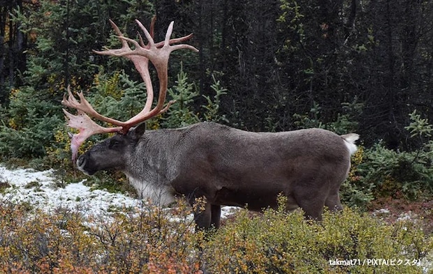 トナカイの写真