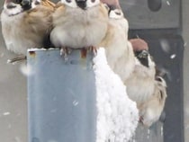 雪の降る朝、屋根の下で『雪宿り』をしていたのは…　撮影者「かわいくて逞しい」