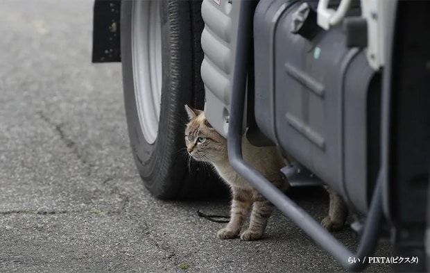 車の下に猫がいる画像