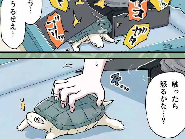「爪でちょっと…」飼い主がカメの甲羅を触った瞬間? 予想以上の“反応”に「吹いた」