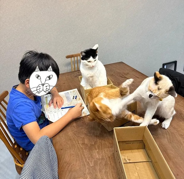 猫がケンカする中宿題する小学生