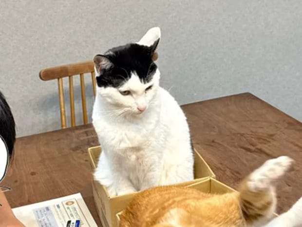 「息子のスルースキルがすごい」 テーブルの上の光景に「吹いた」「情報量多い」