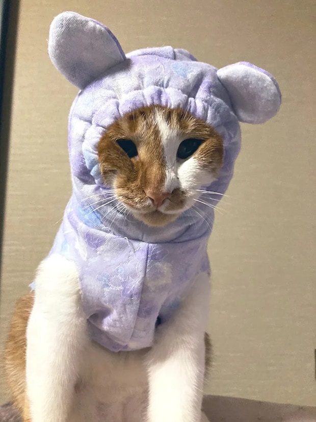 手作りペット服を着た猫