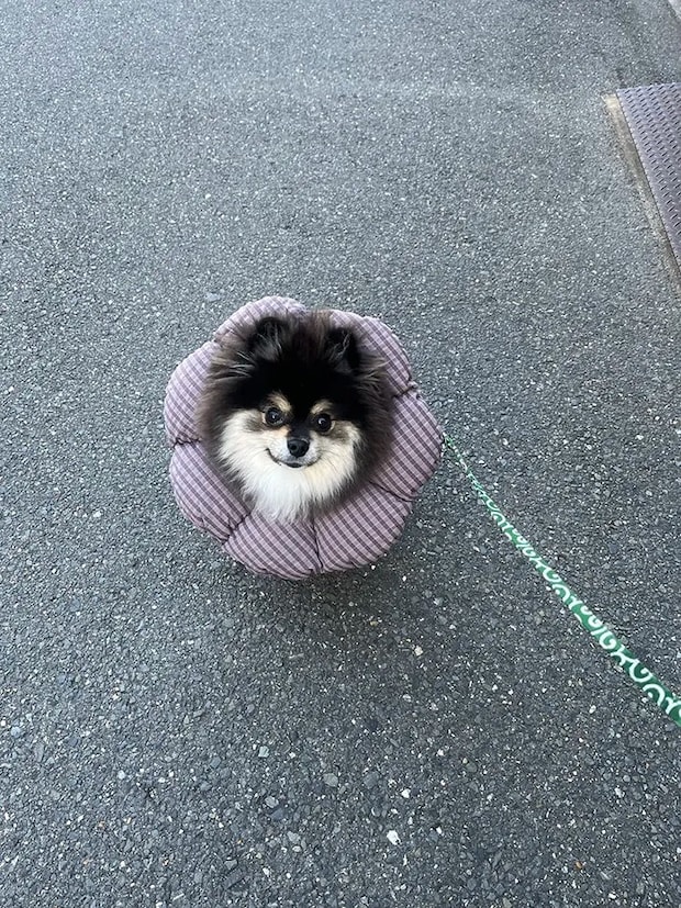 ポメラニアンの画像