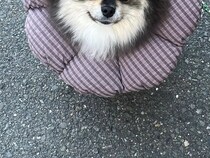 飼い主「ヤマトの配達員に…」　ポメラニアンを見て口にした言葉が？