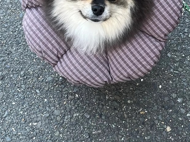 飼い主「ヤマトの配達員に…」 ポメラニアンを見て口にした言葉が?