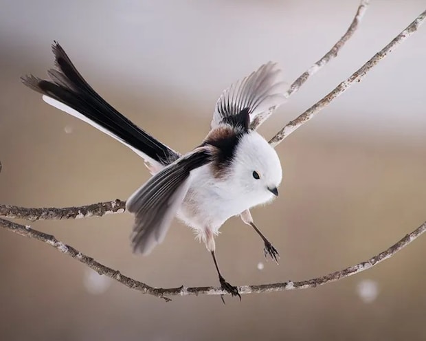 シマエナガの写真