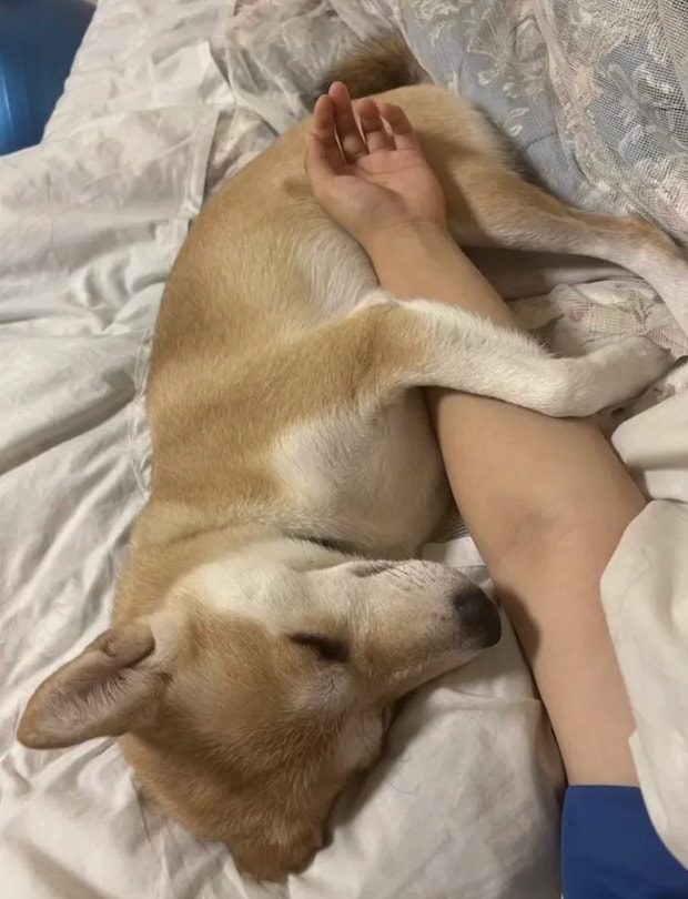 布団で眠る保護犬の写真