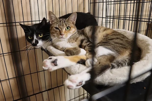 シェルターで保護されている猫の写真（撮影：grape編集部）