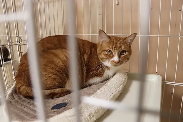 シェルターで保護されている猫の写真（撮影：grape編集部）
