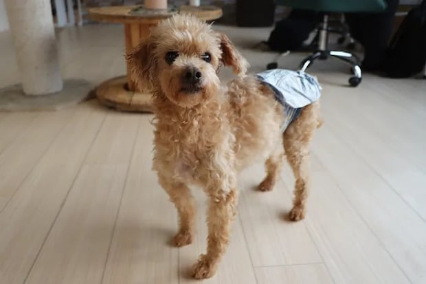 シェルターで保護されている犬の写真（撮影：grape編集部）