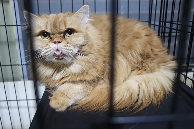 シェルターで保護されている猫の写真（撮影：grape編集部）