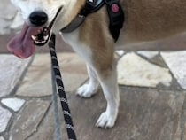 保護動物の未来が変わる？　話題の『推し活支援』サービスが…【独自取材】