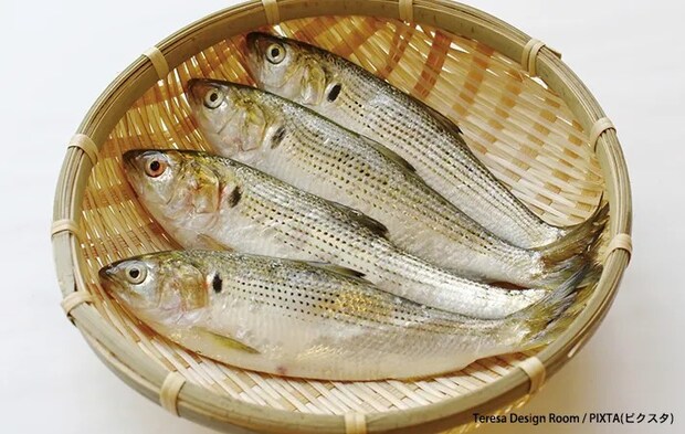 コノシロの写真