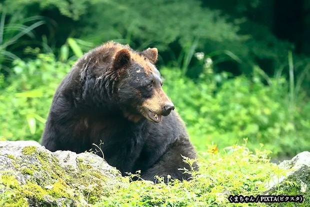 野生のクマの写真