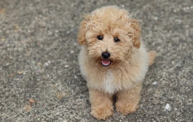 トイプードルの写真