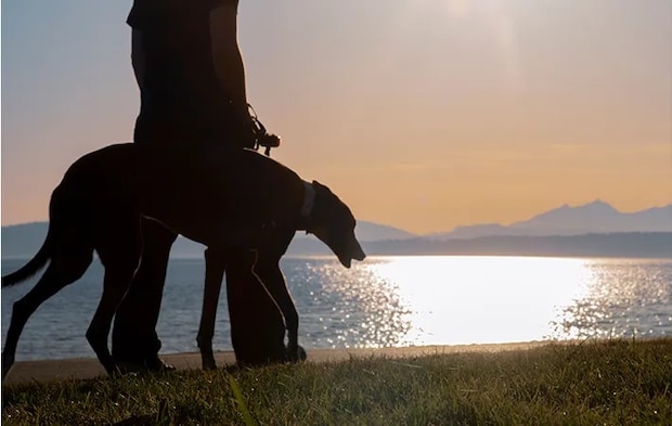 犬の散歩をしている写真