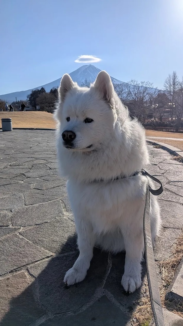富士山を背にするサモエドの写真