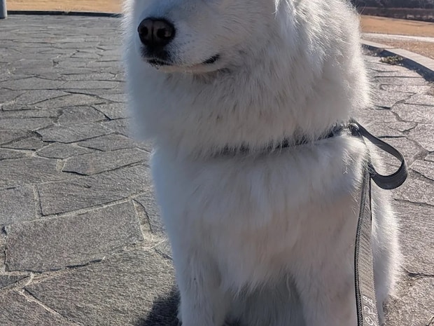 見た瞬間に拝みたくなる? 富士山を背に『天使』に見えたサモエド