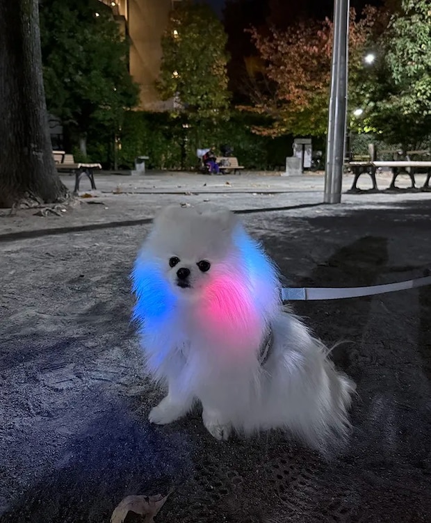 ポメラニアンの画像