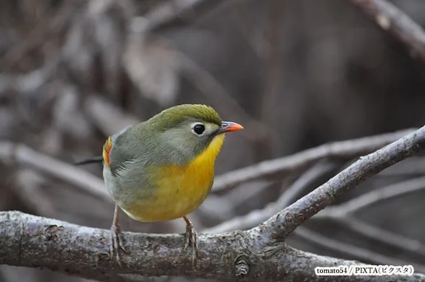 木の枝に立つソウシチョウの写真
