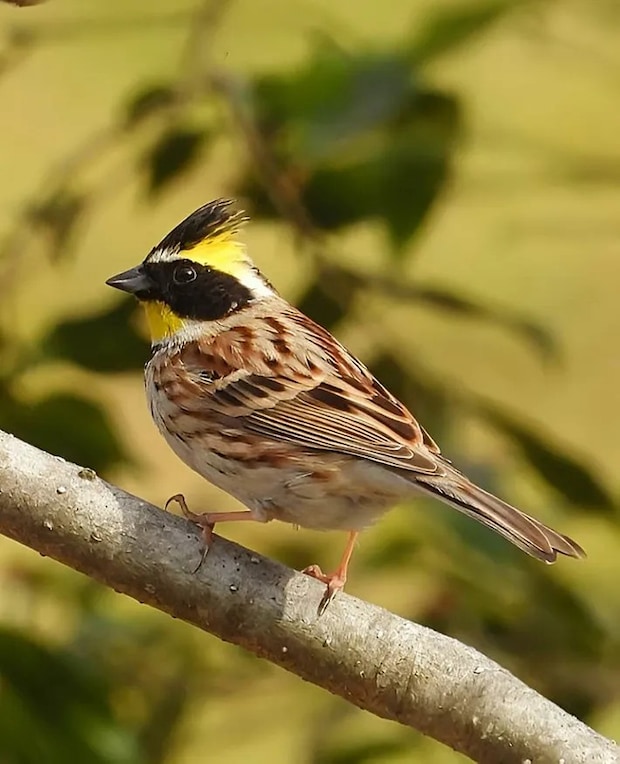木の枝に立つミヤマホオジロの写真
