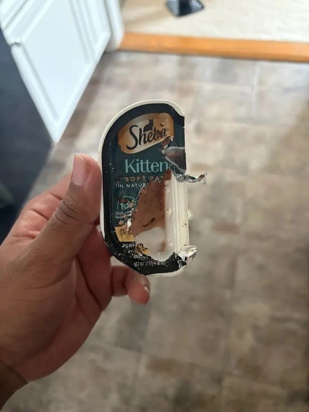 キャットフードの写真